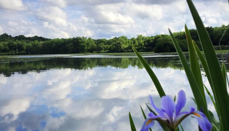 Normandale Lake Scene