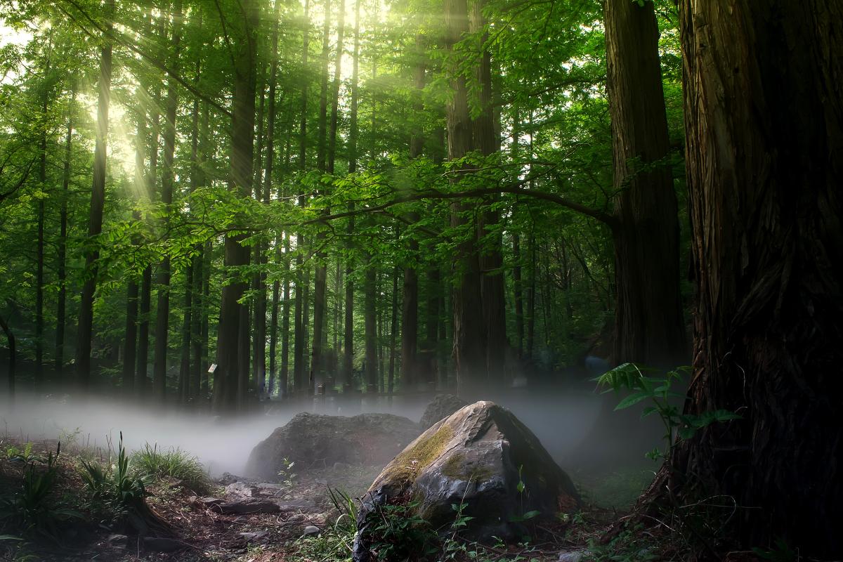 A misty forest
