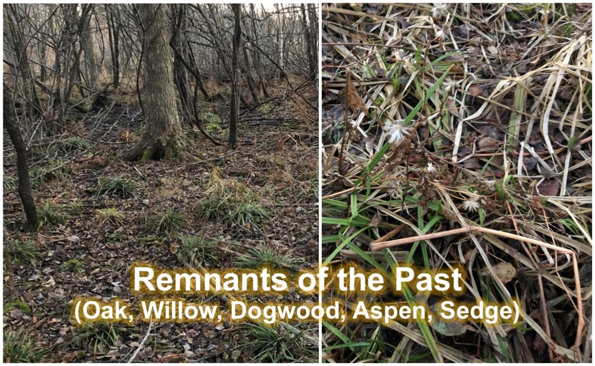 Remnants of the Past at Marsh Lake Park