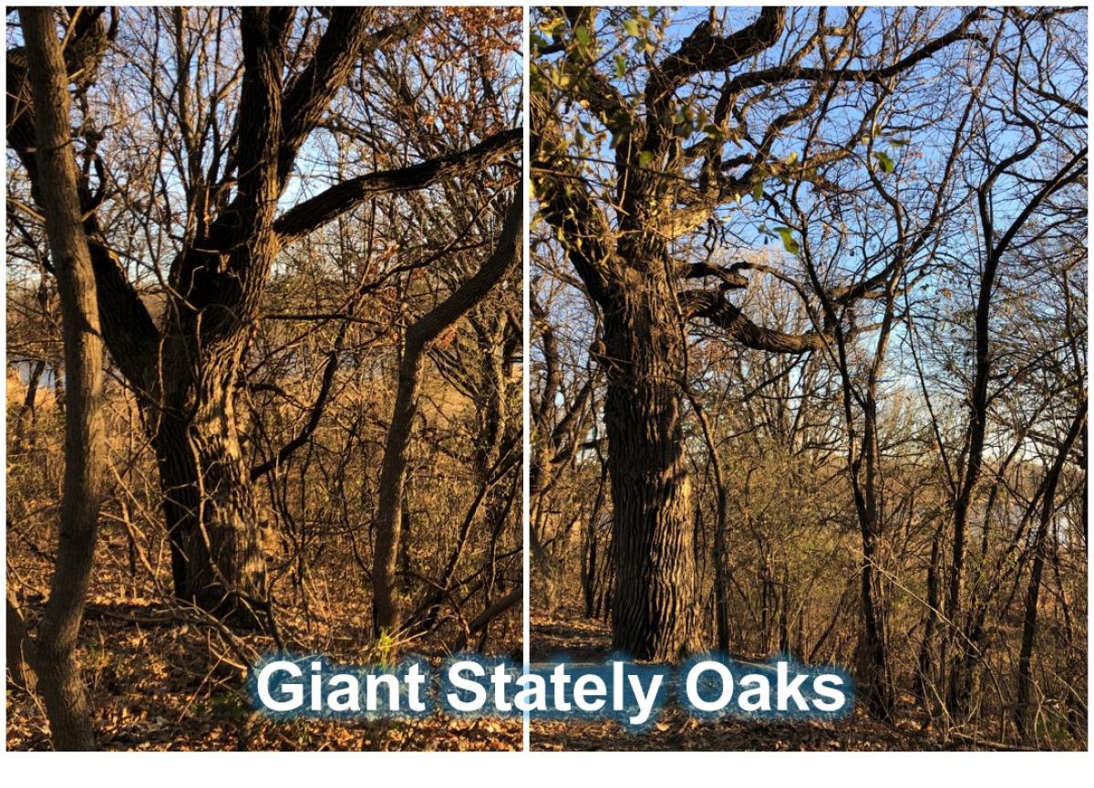 Marsh Lake Giant Oaks