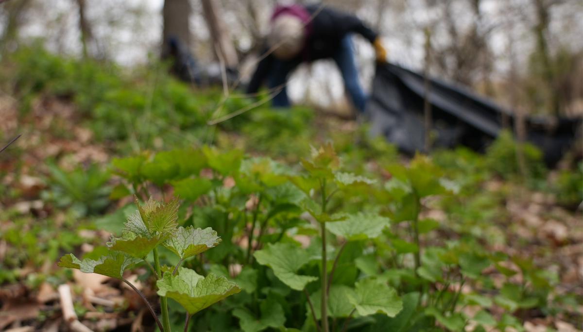 Garlic mustard plant with worker in background pulling plants. 
