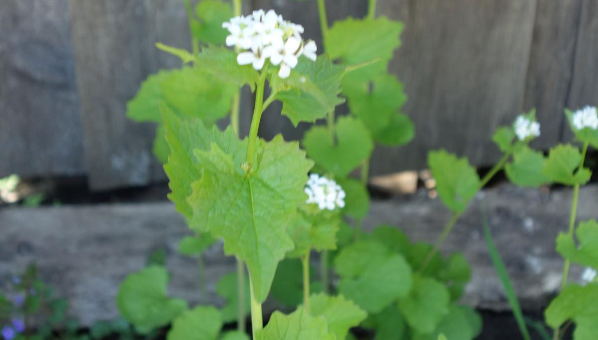 Garlic mustard plant: leaves and white flowers.