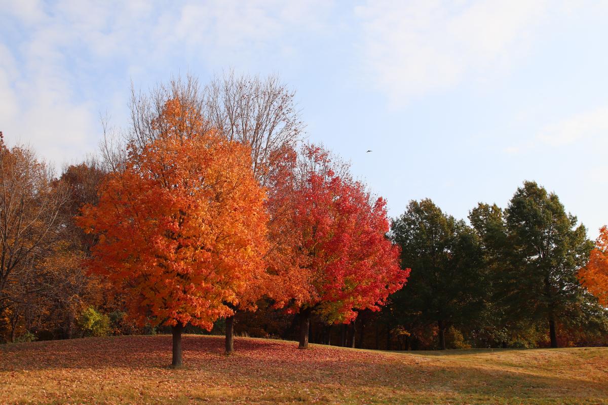 West Bush Lake trees - fall