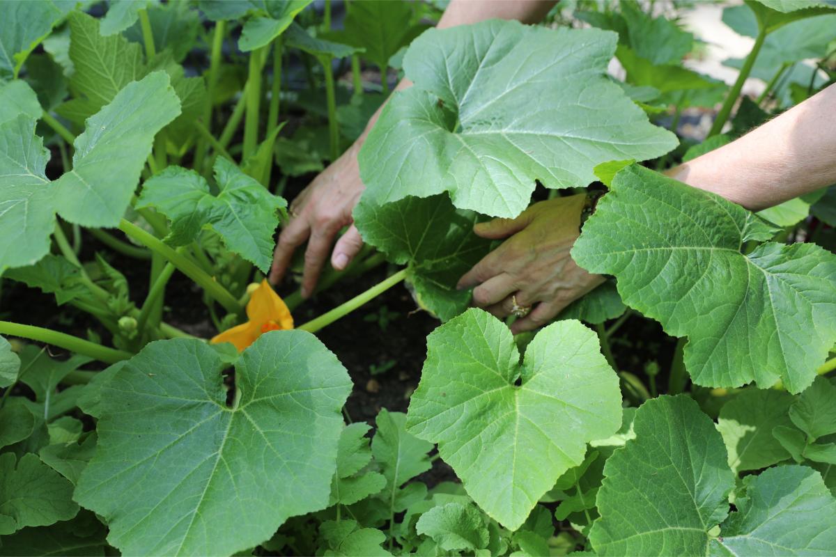 Hands in garden