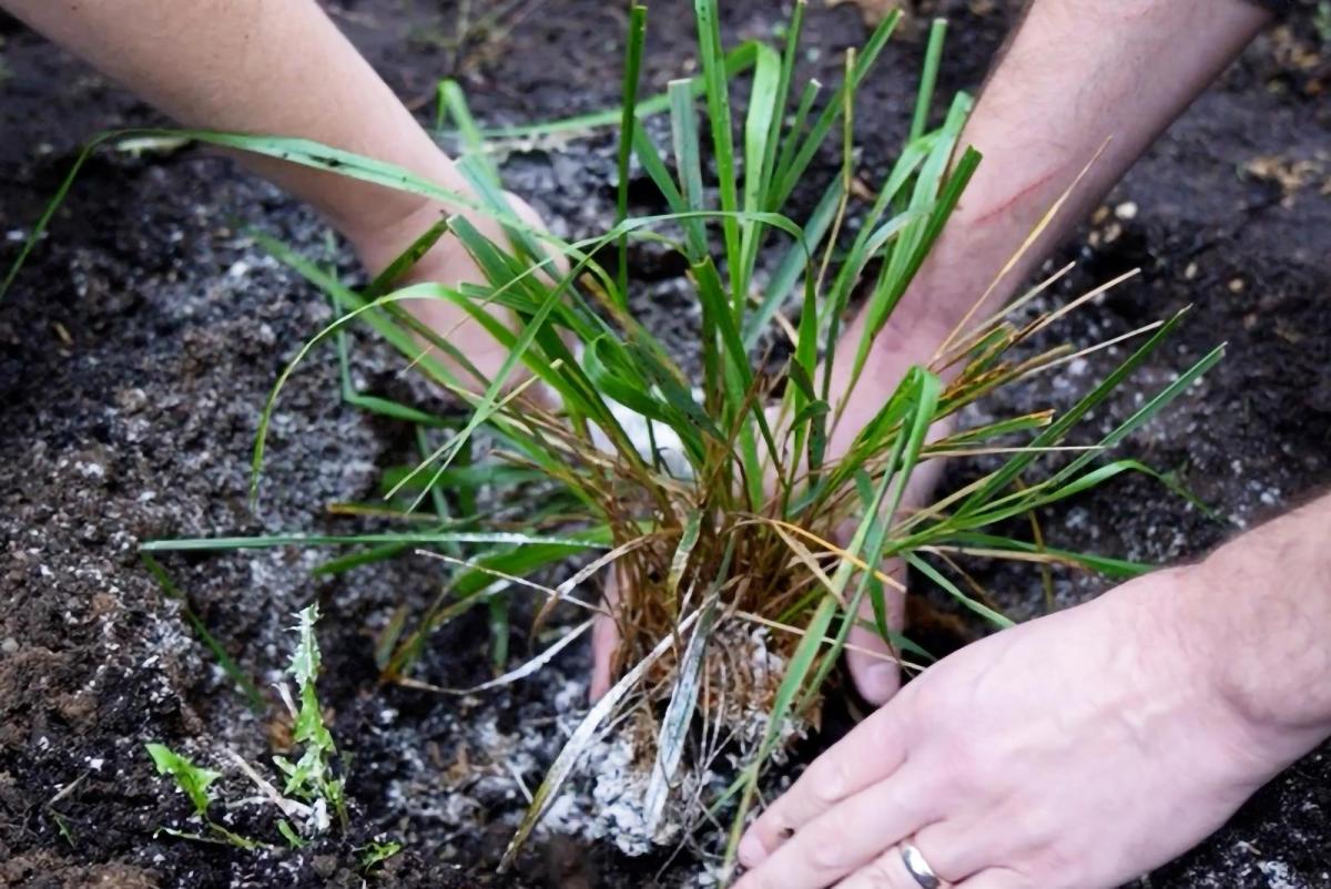 Closeup of a plant being planted at Indigenous Botanical Garden September 2026