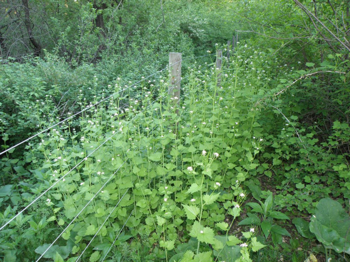 Garlic Mustard Infestation