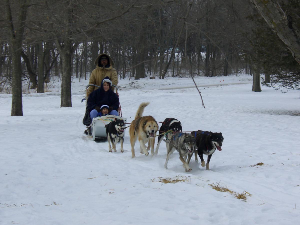 Winter Fete dog sled