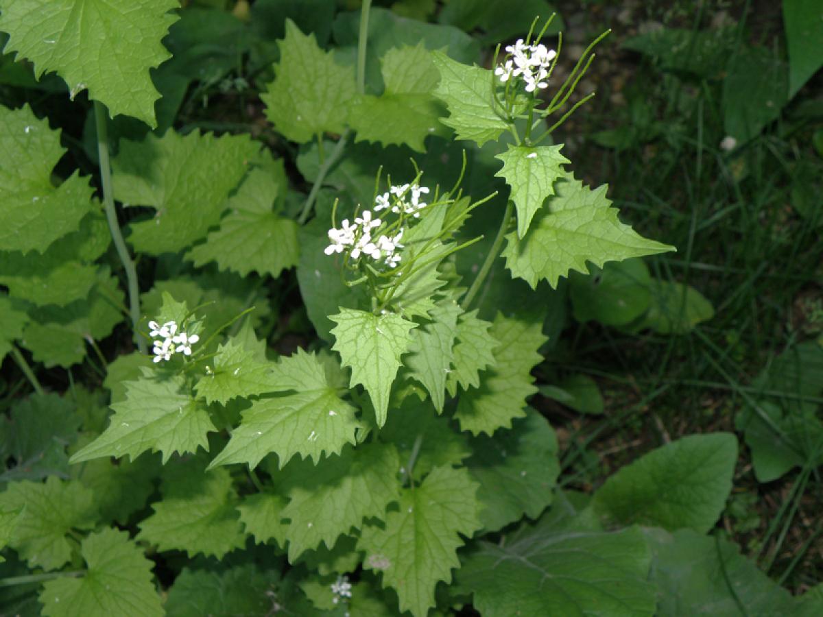 Garlic Mustard Photo 