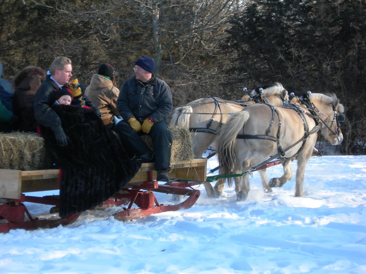 Horse Drawn Sleigh 3