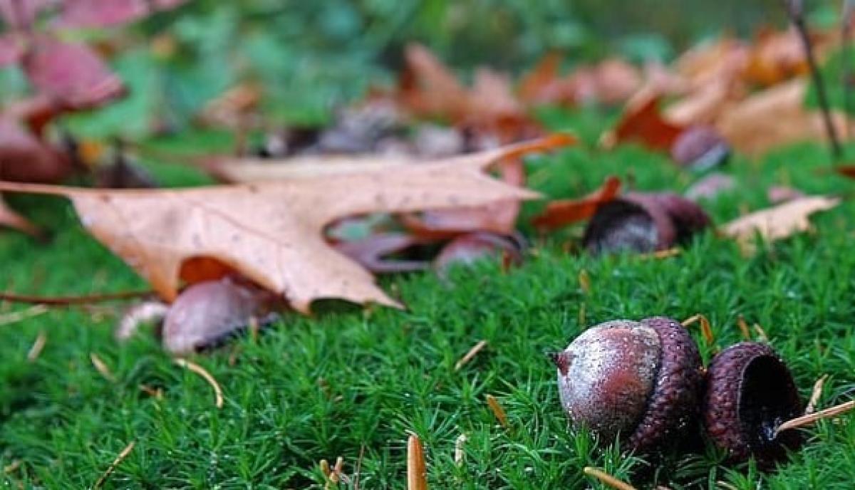 Oak Leaves and Acorns