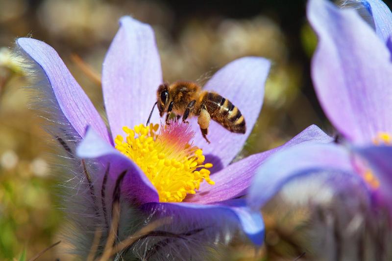 Honey bee and a purple flower.