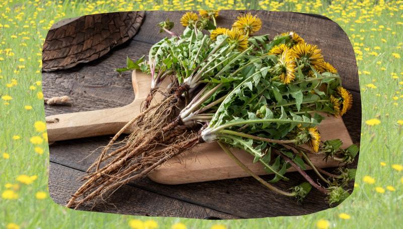 A bundle of dandilions on a cutting board with a dandilion field background