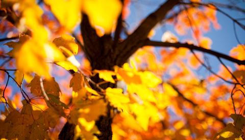 Autum leaves with blue sky.