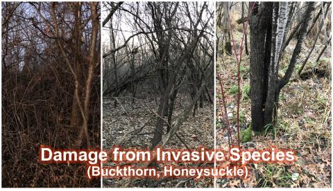 Damage from Invasive plants at Marsh Lake Park