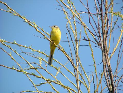 Yellow Wagtail Bird