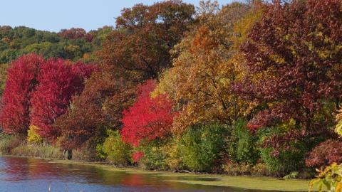 Fall Colors