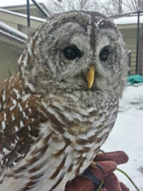 Owl
