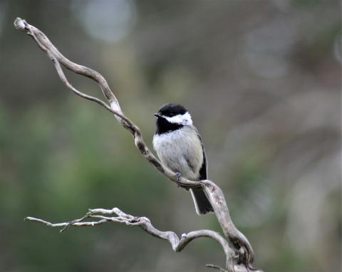 Small bird on a tree branch