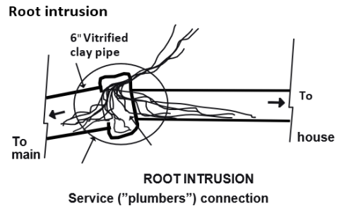 Illustration root intrusion at the plumbers connection point. 