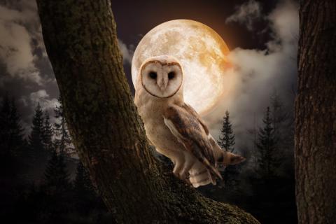 Owl on a tree with a full moon behind