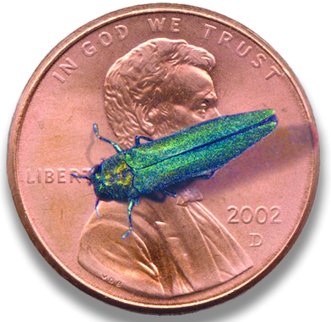 Emerald Ash Borer