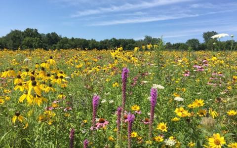 native prairie