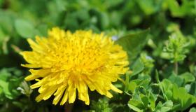 Yellow dandelion on green grass