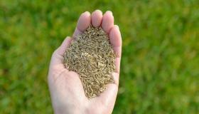 A hand full of grass seed with green grass below