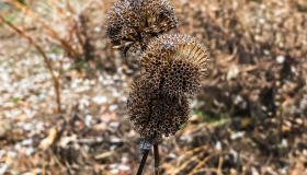 Dead plant material in pollinator garden