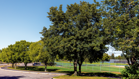 Tree in Dred Scott Park