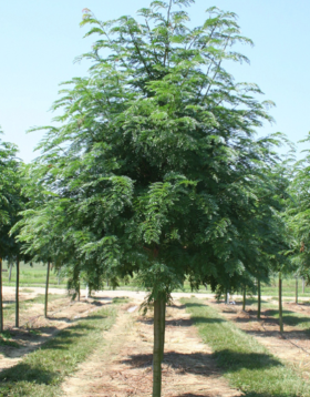 Honey Locust in nursery