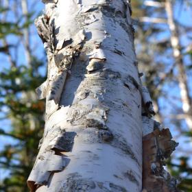 Closeup of peeling bark on a white birch tree